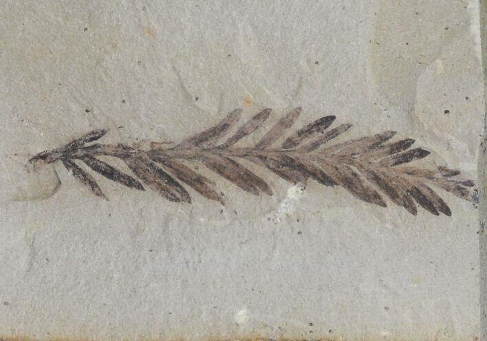 Metasequoia (Dawn Redwood) Fossil - Montana #66437
